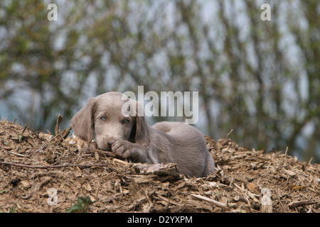 Chiens d'arrêt longhair / chiot gisant dans une forêt Banque D'Images