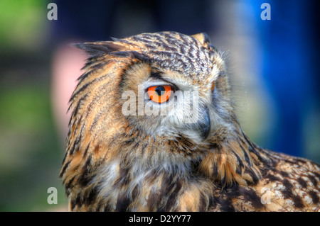 Superbe portrait d'Eagle Owl avec des yeux orange et excellent détail Banque D'Images