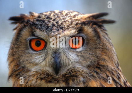 Superbe portrait d'Eagle Owl avec des yeux orange et excellent détail Banque D'Images