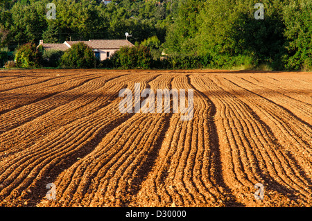Un champ labouré en Provence, à Garéoult près de Brignoles en France, au coucher du soleil. Banque D'Images