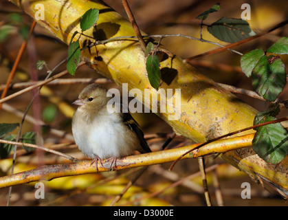 - Fringilla coelebs Chaffinch femelle à willow tree avec Ronces Banque D'Images