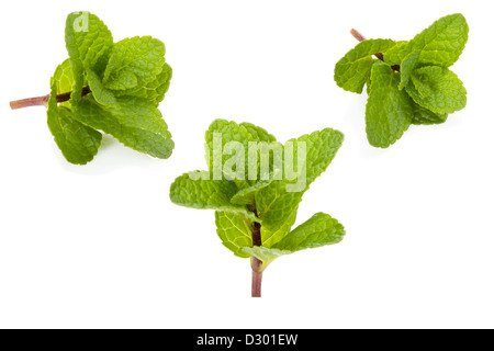 Trois branches de menthe fraîche isolé sur fond blanc Banque D'Images