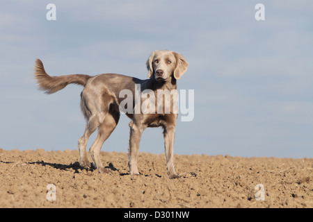 Chiens d'arrêt longhair / adulte debout dans un champ Banque D'Images