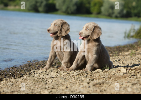 Chiens d'arrêt longhair / deux chiots assise sur le bord d'un lac Banque D'Images