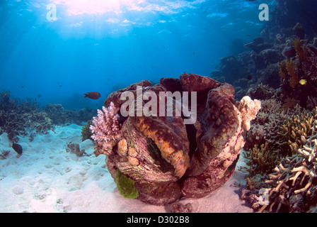 Un Bénitier Tridacna gigas Grande Barrière de Corail, Mer de Corail, l'océan Pacifique, Queensland, Australie Banque D'Images
