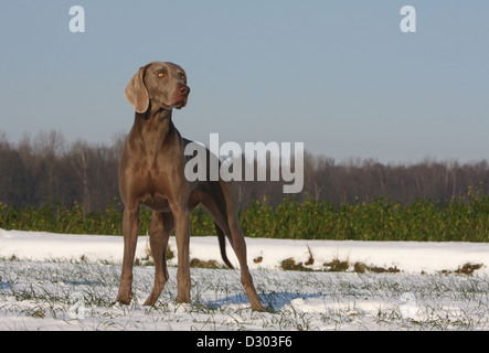 Chiens d'arrêt à poil court / adulte debout dans la neige Banque D'Images