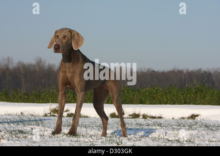 Chiens d'arrêt à poil court / adulte debout dans la neige Banque D'Images