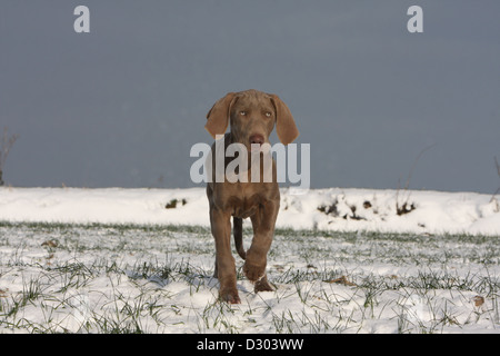 Chiens d'arrêt à poil court / chiot exécutant dans la neige Banque D'Images