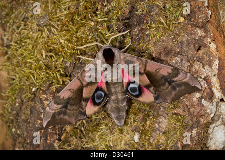 Abendpfauenauge Eyed Hawk Moth Banque D'Images