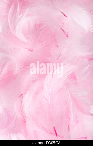 Plumes de fond rose Banque D'Images