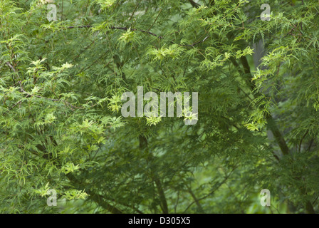 Une nouvelle croissance dans le ressort , Japanese Maple, Acer palmatum Seiryu, Asheville, Caroline du Nord, États-Unis Banque D'Images