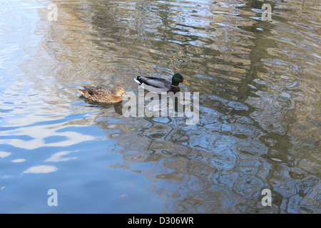 2 canards dans la rivière Anker à Riversley Park. Banque D'Images