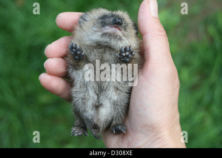 Woman holding baby hedgehog, close-up of hands Banque D'Images