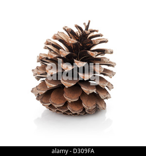 Cône de cèdre ouvert isolated on white Banque D'Images