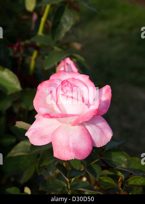 La Statue d'un greeter Royal Rosarian, ou des conseils, son chapeau dans le jardin d'essai International Rose à Portland Oregon USA Banque D'Images