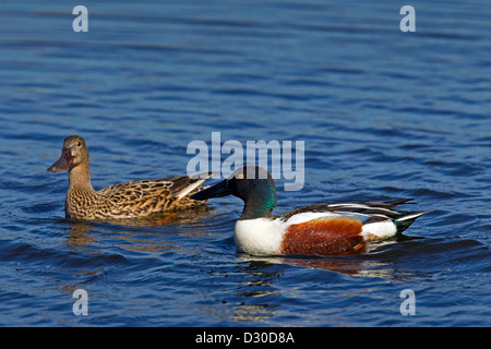 / Canard souchet le Canard souchet (Anas clypeata) paire nager dans le lac Banque D'Images