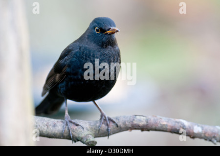 Blackbird sur pomme branche. Banque D'Images