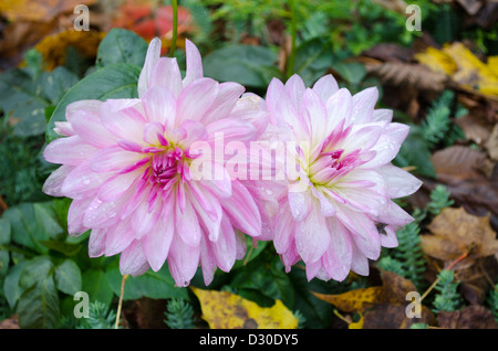 Matin d'automne gouttes de rosée sur une fleur dahlia floraison. Banque D'Images