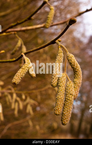 Chatons de bouleau pubescent Betula pubescens arbre Banque D'Images