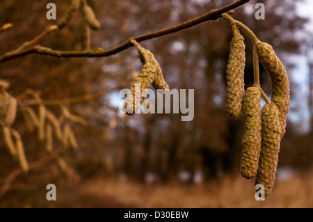 Chatons de bouleau pubescent Betula pubescens arbre Banque D'Images