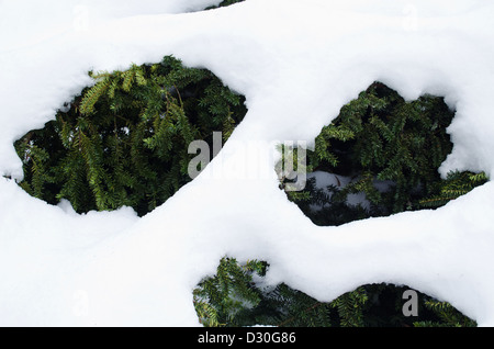 Yew evergreen bush branches sous la neige en hiver. Banque D'Images