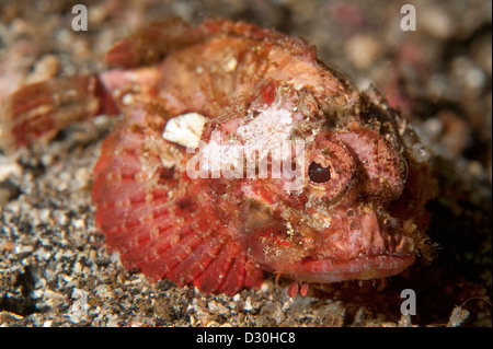 Un scorpion à bosse dans le Détroit de Lembeh, au nord de Sulawesi. Banque D'Images