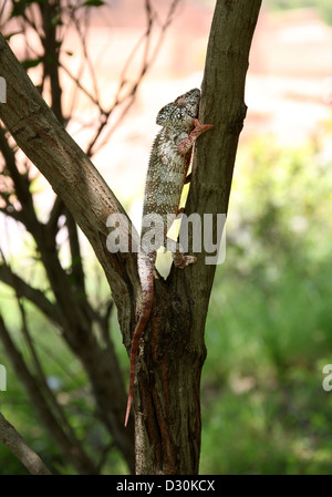 L'Oustalet ou géant malgache, Furcifer oustaleti, Caméléon Chamaeleonidae, Squamata. Madagascar, l'Afrique. Banque D'Images