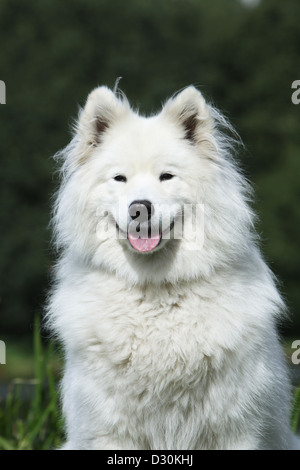 / Samoyède chien Samojede portrait adultes Banque D'Images