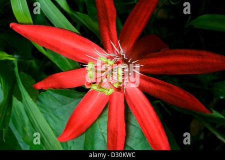 La passion des fleurs rouges ou passiflora vitifolia blancs avec trois styles rouge et cinq anthères vert Banque D'Images