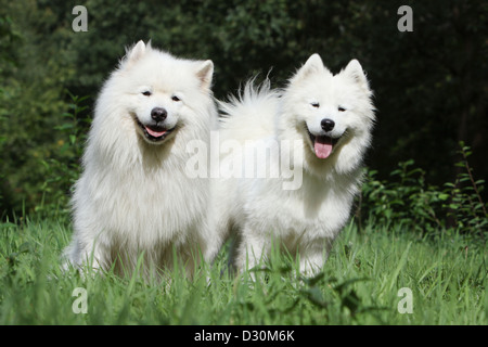 / Samoyède chien Samojede deux adultes dans un pré Banque D'Images