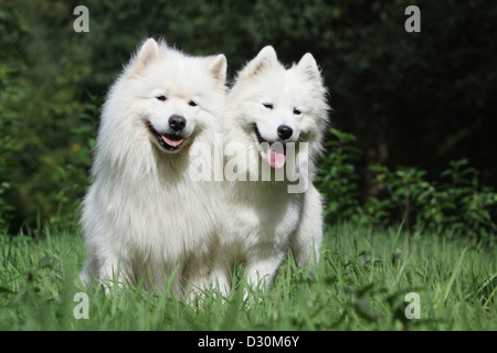 / Samoyède chien Samojede deux adultes dans un pré Banque D'Images