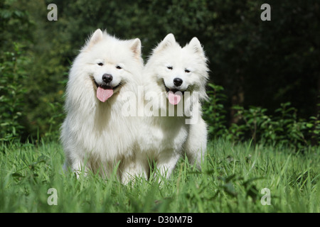 / Samoyède chien Samojede deux adultes dans un pré Banque D'Images