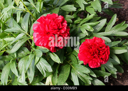 La pivoine ou la pivoine commune européenne, Paeonia officinalis var. rubra, vivaces. Banque D'Images