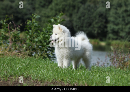 / Samoyède chien chiot Samojede standing in a park Banque D'Images