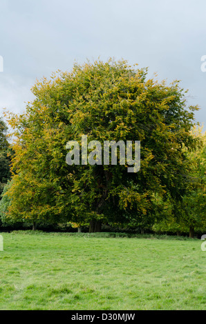 Grande épaisseur fort ancien arbre vert jaune avec plein de vie en été dans un champ d'herbe vert clair et bleu ciel Banque D'Images