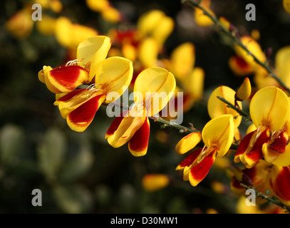 Le genêt à balai, le Cytisus scoparius 'Andreanus' (syn. Sarothamnus scoparius), Fabaceae. Un jardin balai hybride. Banque D'Images