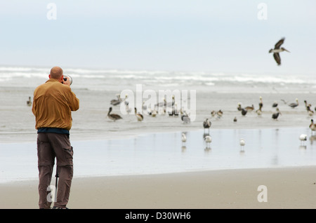 Photographier des pélicans sur une plage de la côte de l'Oregon. Banque D'Images