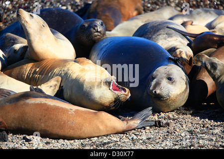 Les éléphants de mer à l'Ano Nuevo rookery en Californie. Banque D'Images