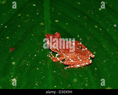 Une grenouille d'arbre (cannelle Nyctixalus pictus) sur une feuille verte. Sarawak, Bornéo, Malaisie. Banque D'Images