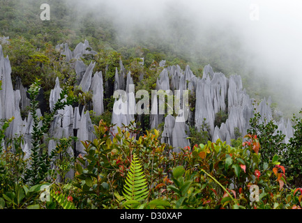 Pinacles calcaires du Mont Api, Parc national du Gunung Mulu. Sarawak, Bornéo, Malaisie. Banque D'Images