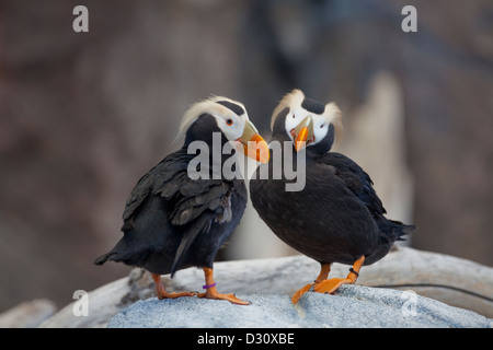 Une paire de macareux moines (Fratercula cirrhata) en Alaska. Banque D'Images