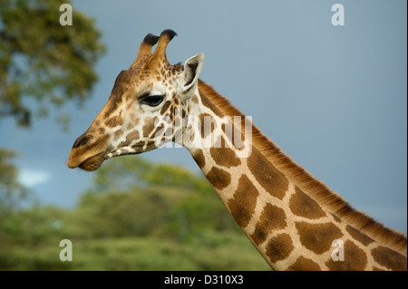 Rothschild Girafe (Giraffa camelopardalis rothschildi), Centre Afew Giraffe, Nairobi, Kenya Banque D'Images