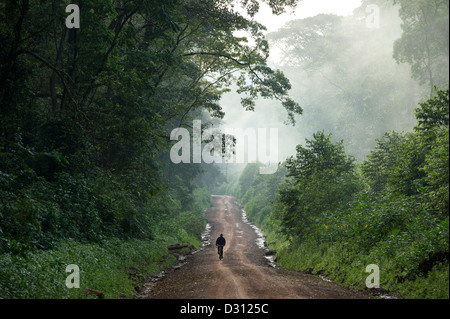Cycliste de brume matinale sur la route qui traverse la forêt de Kakamega National Reserve, Kenya Banque D'Images