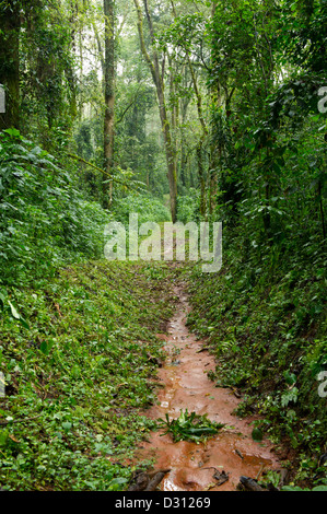 Chemin forestier, Kakamega Forest National Reserve, Kenya Banque D'Images
