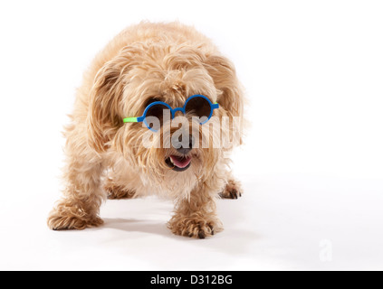 Chien de terrier de Norfolk âgés de 7 ans portant des lunettes de soleil Banque D'Images