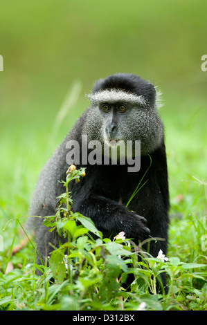 Singe bleu (Cercopithecus mitis), Kakamega Forest National Reserve, Kenya Banque D'Images