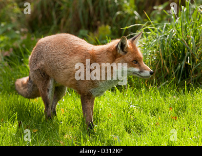 Un renard roux à la British Wildlife Centre à Surrey, Angleterre Banque D'Images