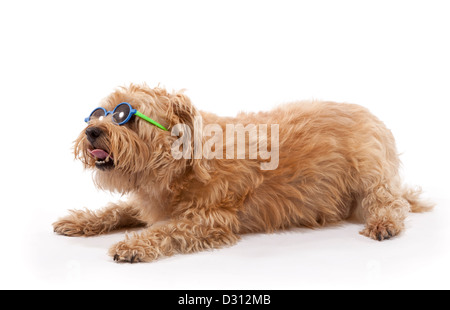 Chien de terrier de Norfolk âgés de 7 ans portant des lunettes de soleil Banque D'Images