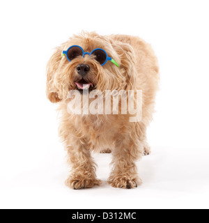 Chien de terrier de Norfolk âgés de 7 ans portant des lunettes de soleil Banque D'Images