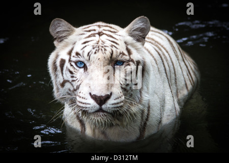 Close up of white tiger sur l'eau Banque D'Images